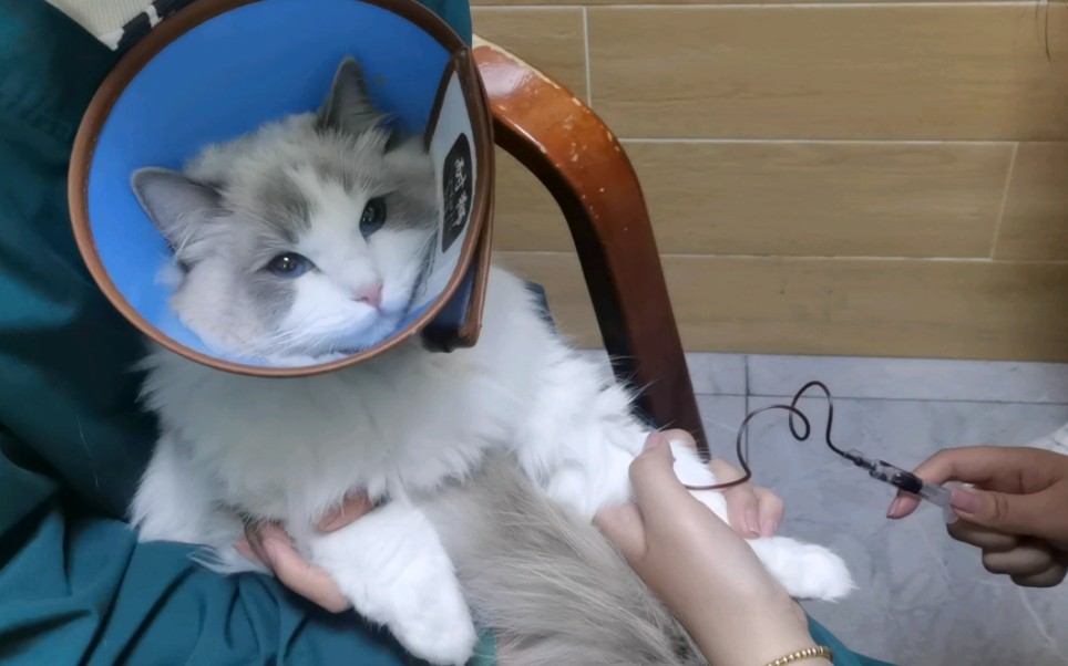 【泡芙妹妹】泡芙今天抽血好乖呀