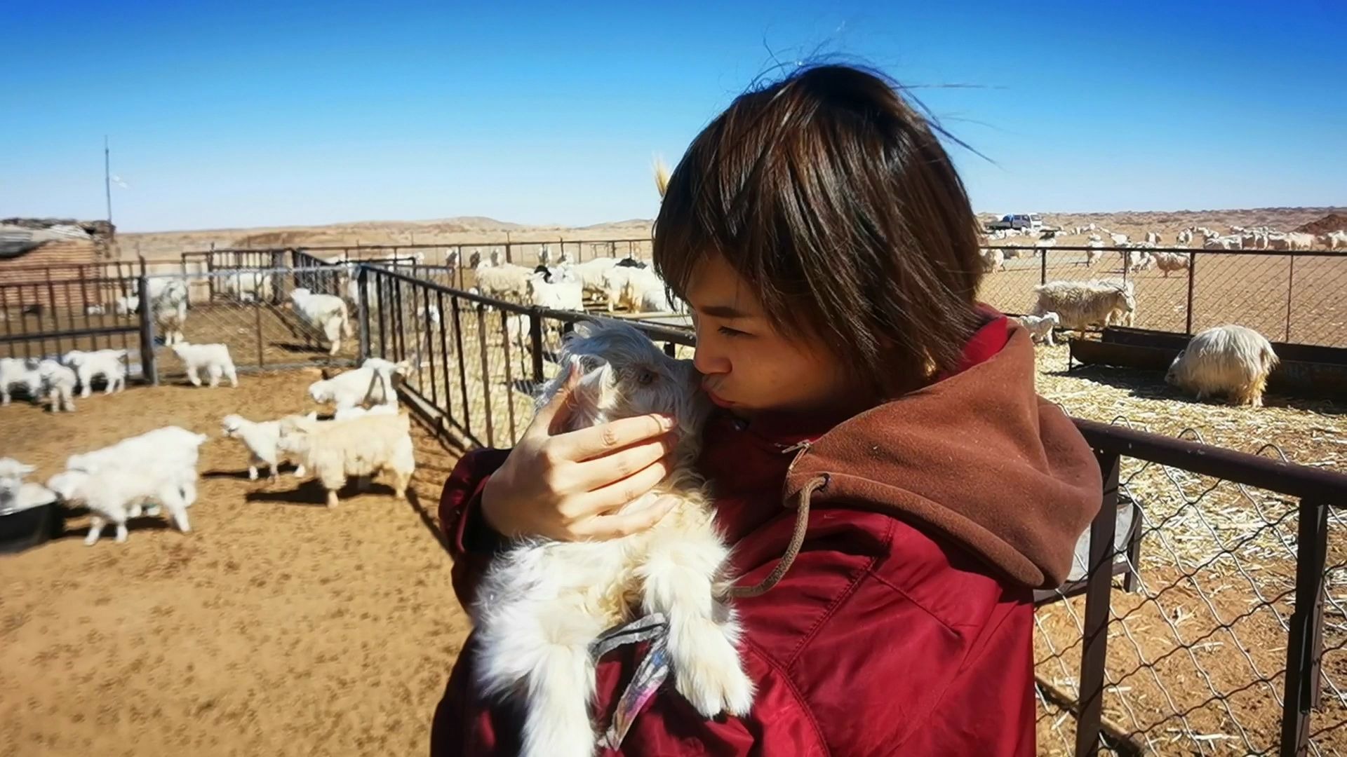 蒙古妹子化身放羊娃