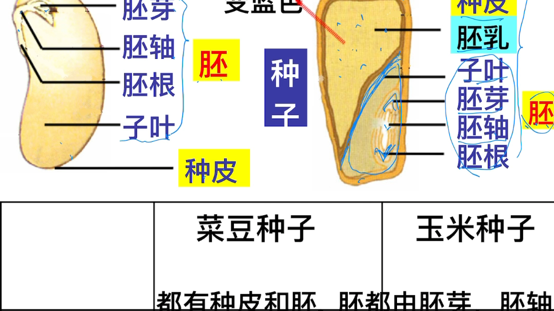 果实种子的形成哔哩哔哩bilibili