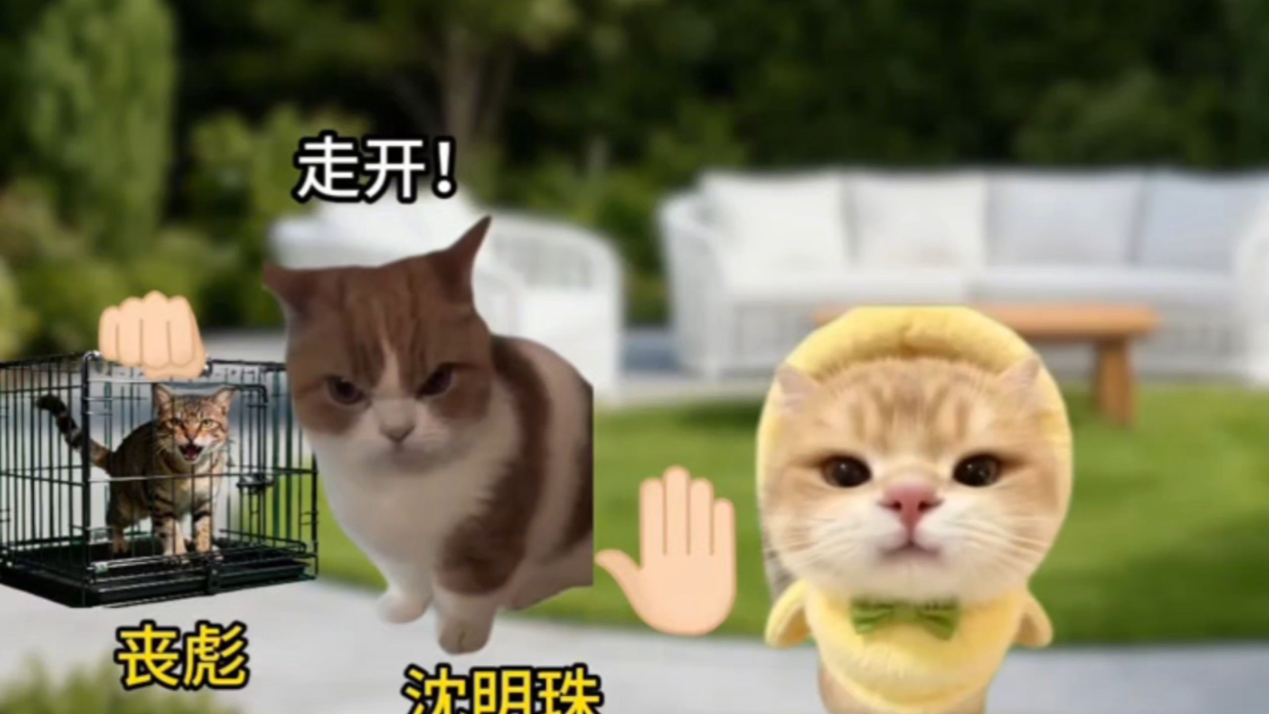 认亲后，全家宠疯了#猫meme小剧场 #团宠
