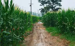 Скачать видео: 拍了整整一年，才拍下老家一条小路的春夏秋冬。多少人离开家以后，故乡只有冬，再无春夏秋……