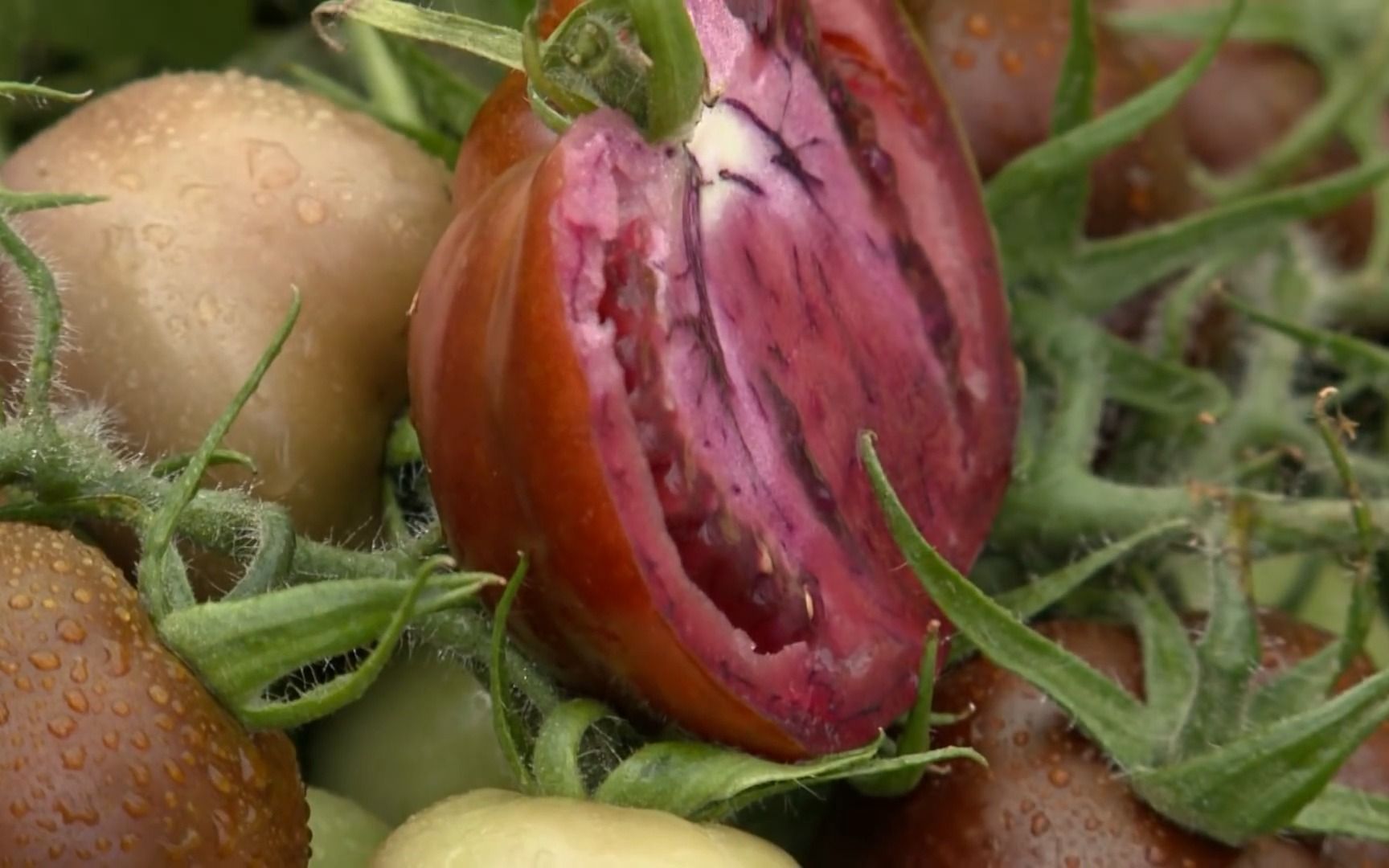 美国转基因紫色番茄喜获丰收