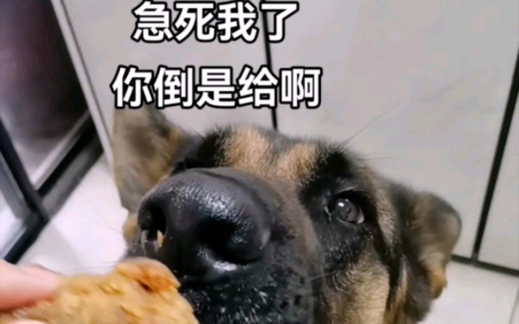 挑食的傻狗,一万个表情哔哩哔哩bilibili