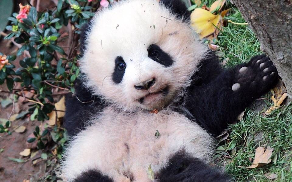 20181018《大熊猫萌四萌五小包子》三个小熊猫忙碌的上午_哔哩哔哩