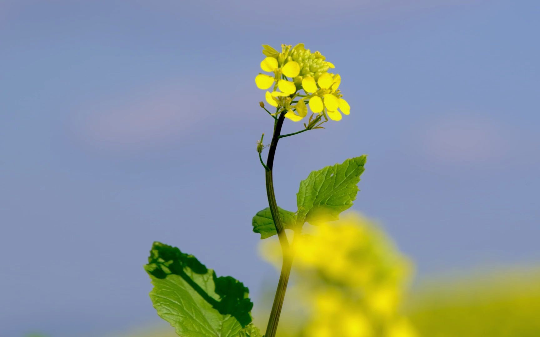 空镜头视频 植物菜花黄色蓝天 素材分享哔哩哔哩bilibili