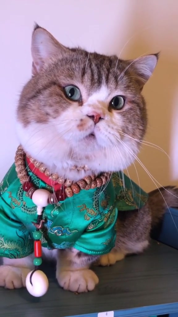 当猫咪玩起古装,像极了某村的傻大强