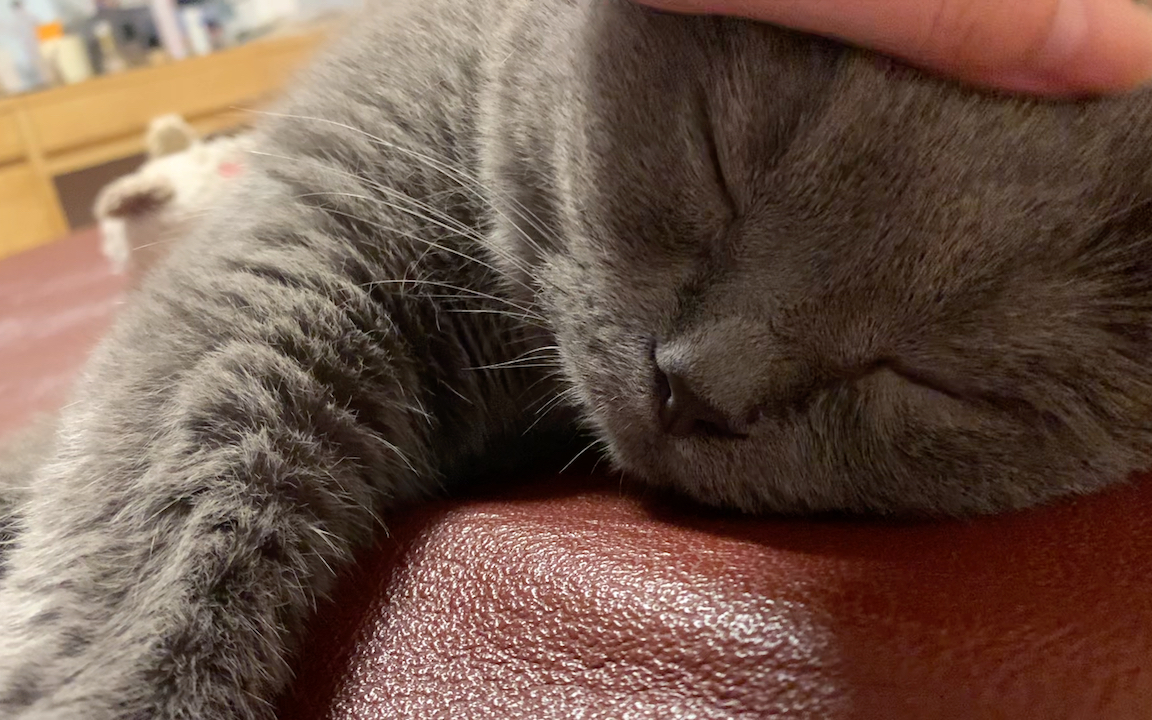 【蓝猫】陪睡小猫咪——桑代克_哔哩哔哩_bilibili