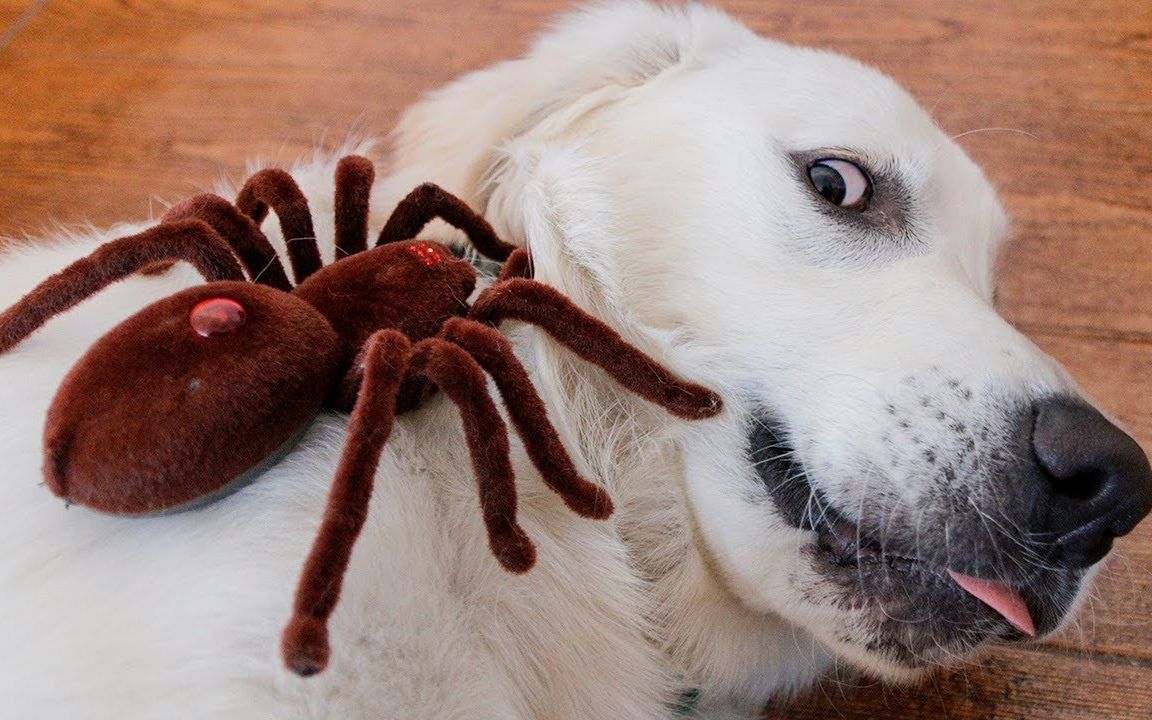 把一只超大的蜘蛛丢到狗狗面前会有什么反应?@油兔不二字幕组