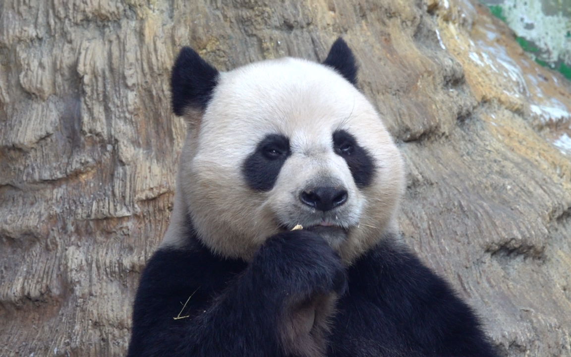 【大熊猫帅帅】打了焦黄修容的帅帅
