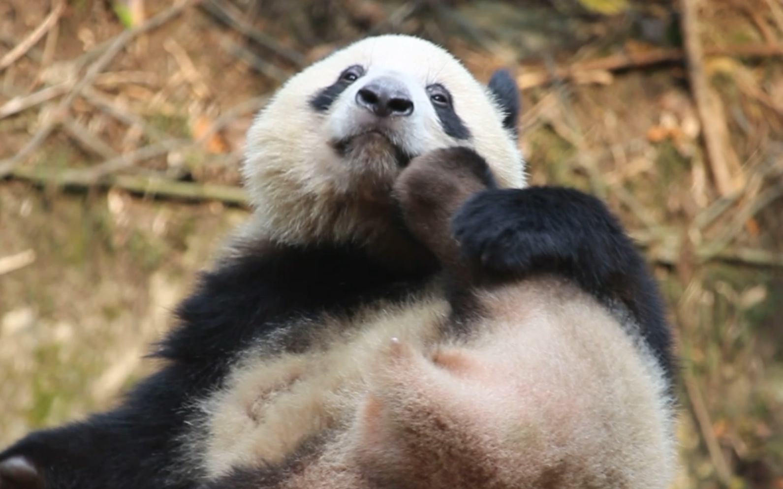 【大熊猫奇珍】这姿势是跟阿宝学的吗