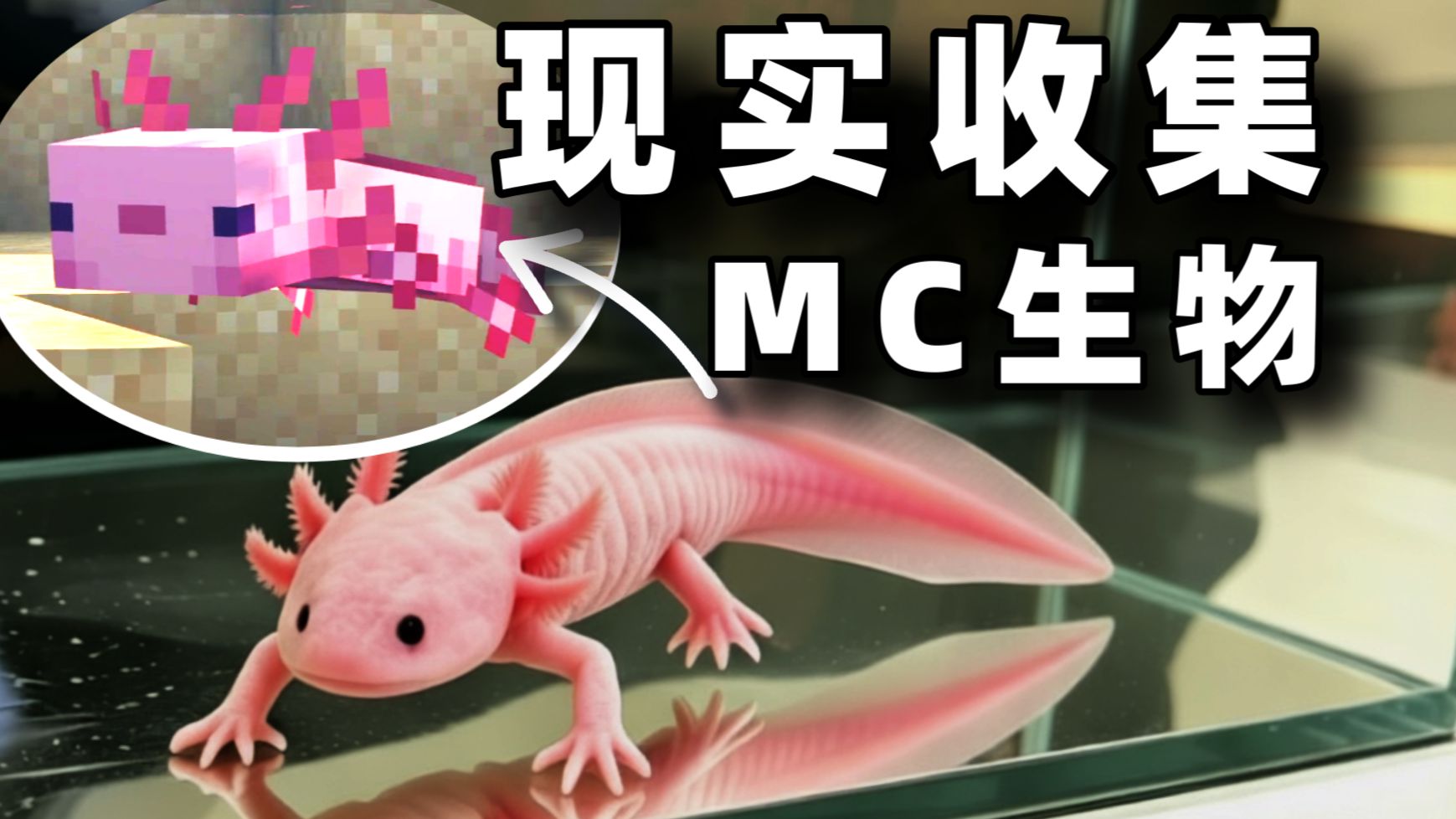 花费3000元，在现实收集MC里的生物【游戏之外】