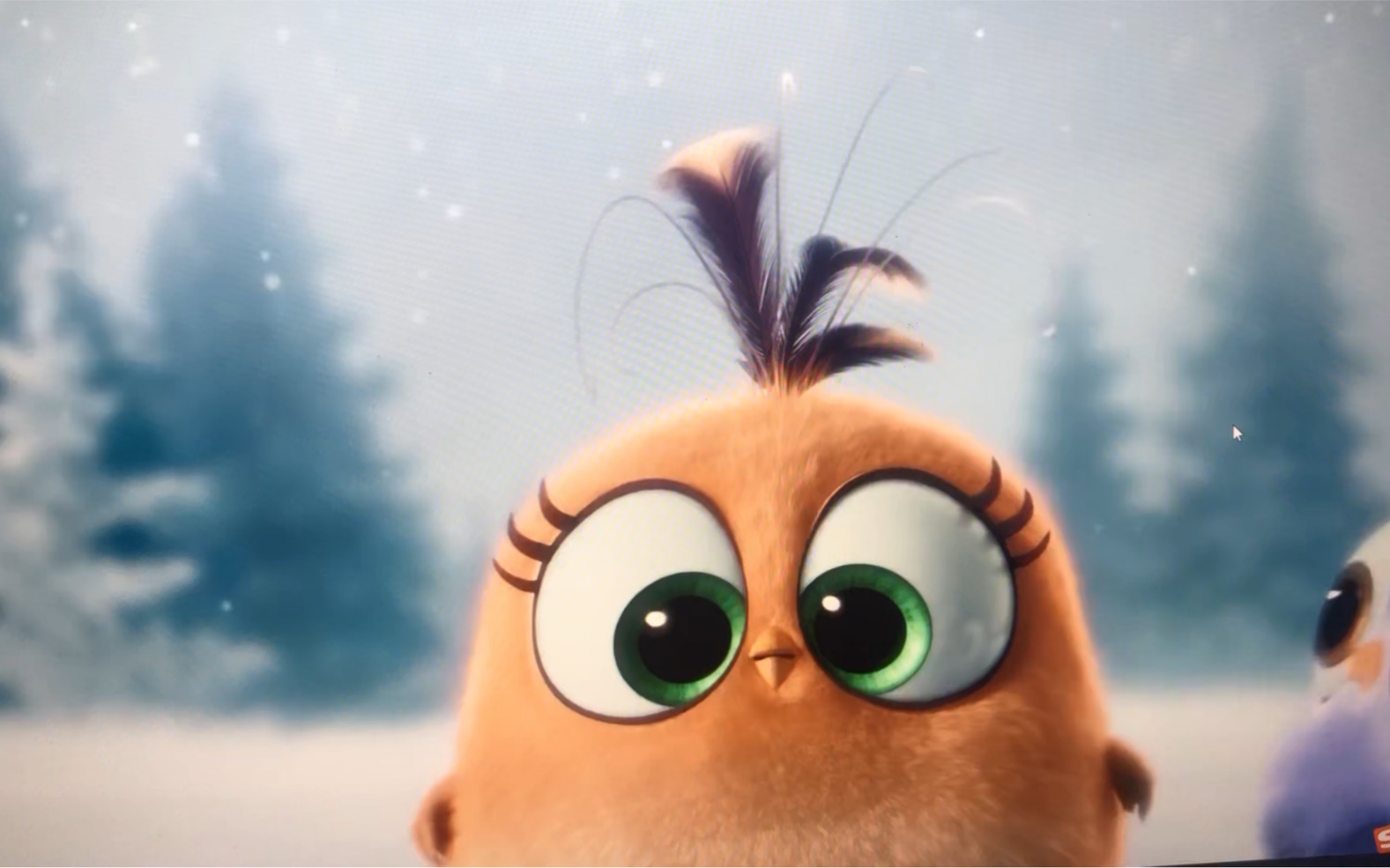 【愤怒的小鸟】超治愈!这绝对是我见过的最萌的小鸟!太可爱了!萌化啦