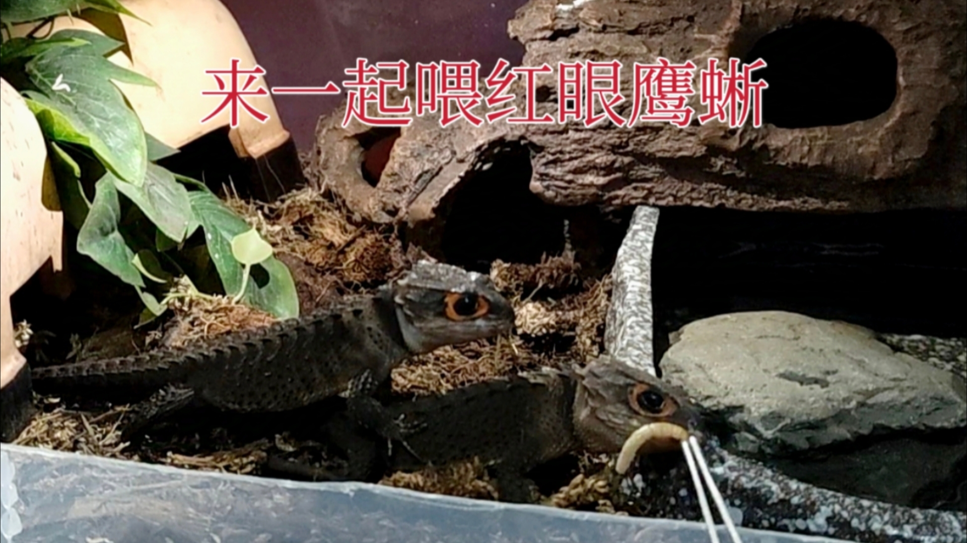 【红眼鹰蜥】沉浸喂食,来一起喂红眼鹰蜥