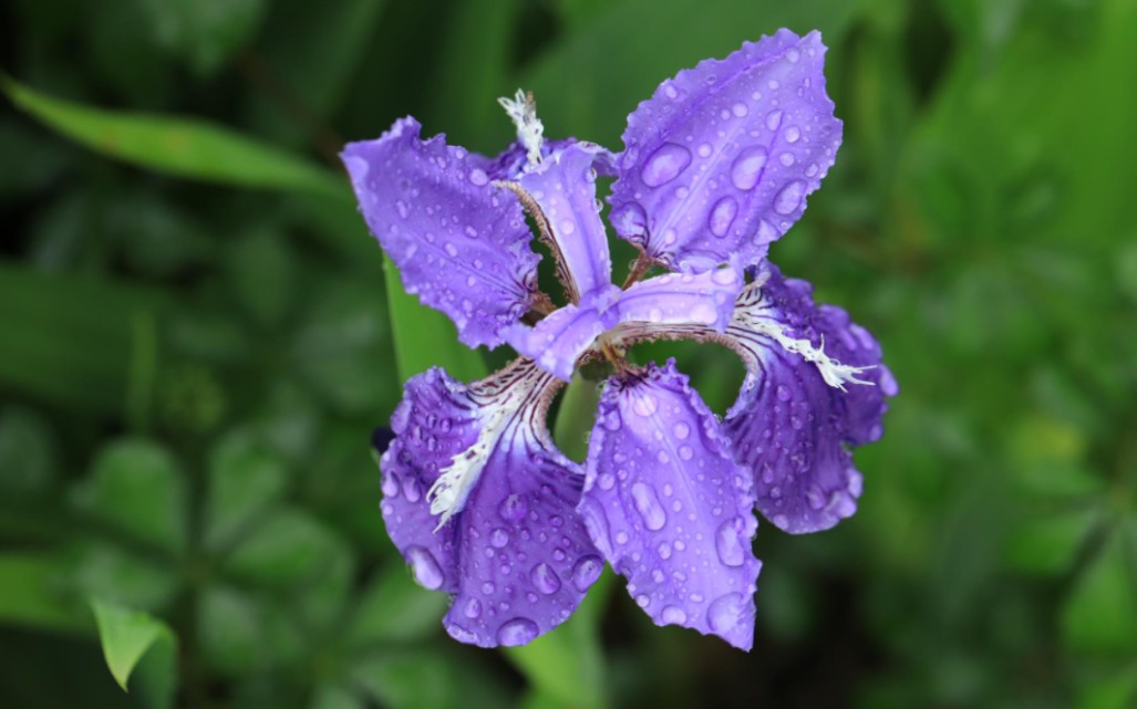 魅力中草药每日一药之川射干