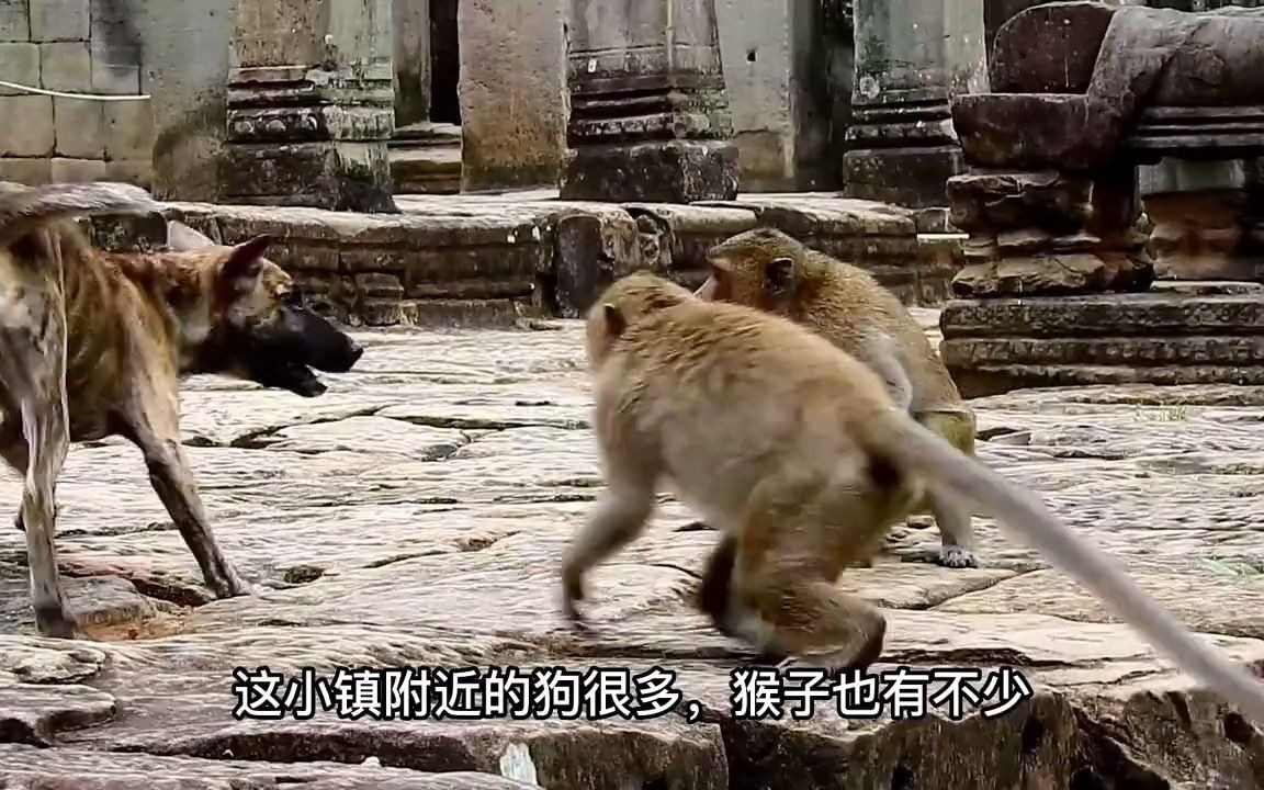 猴子摔死250只狗图片