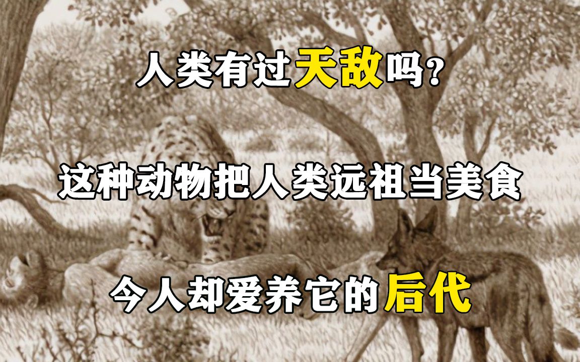 人类有过天敌吗?这种动物把人类远祖当美食,今人却爱养它的后代哔哩哔哩bilibili