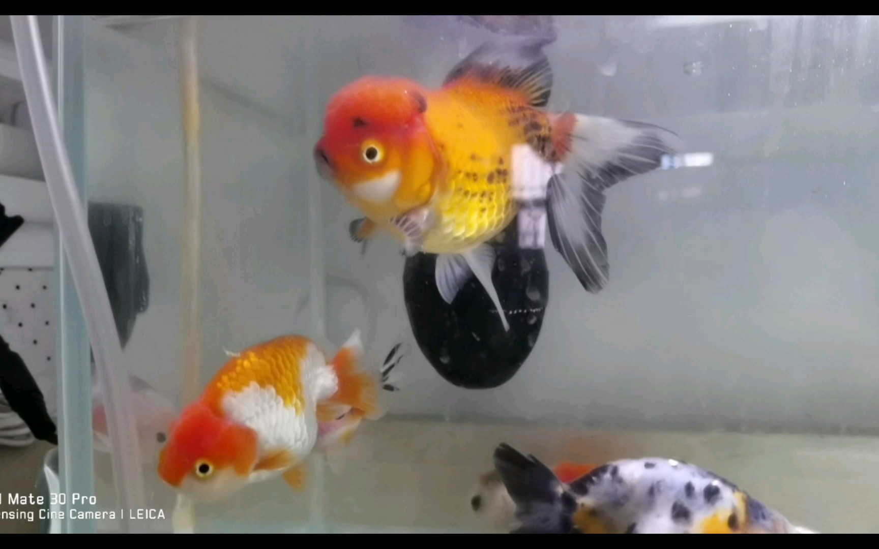 15块捡漏各种兰寿猫狮泰狮虎头_哔哩哔哩_bilibili