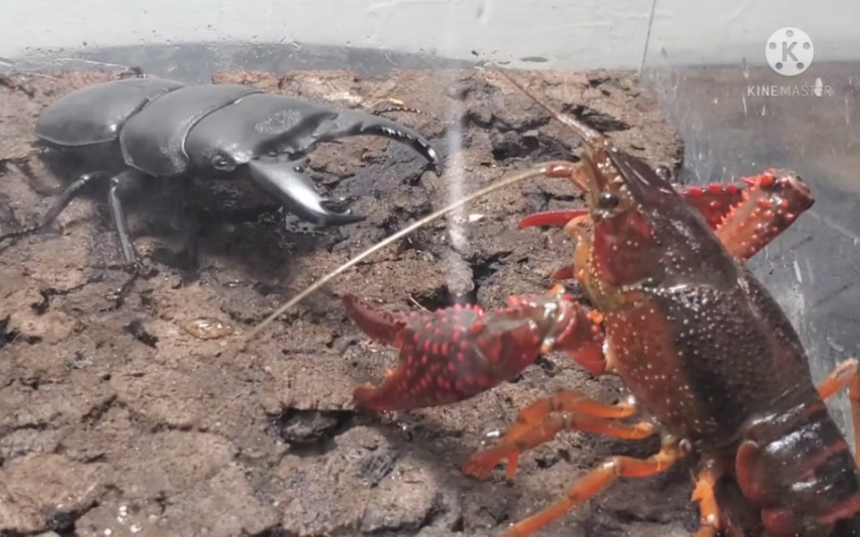 【日本斗虫转载】苏门答腊巨扁锹形虫/少棘蜈蚣vs克氏原螯虾