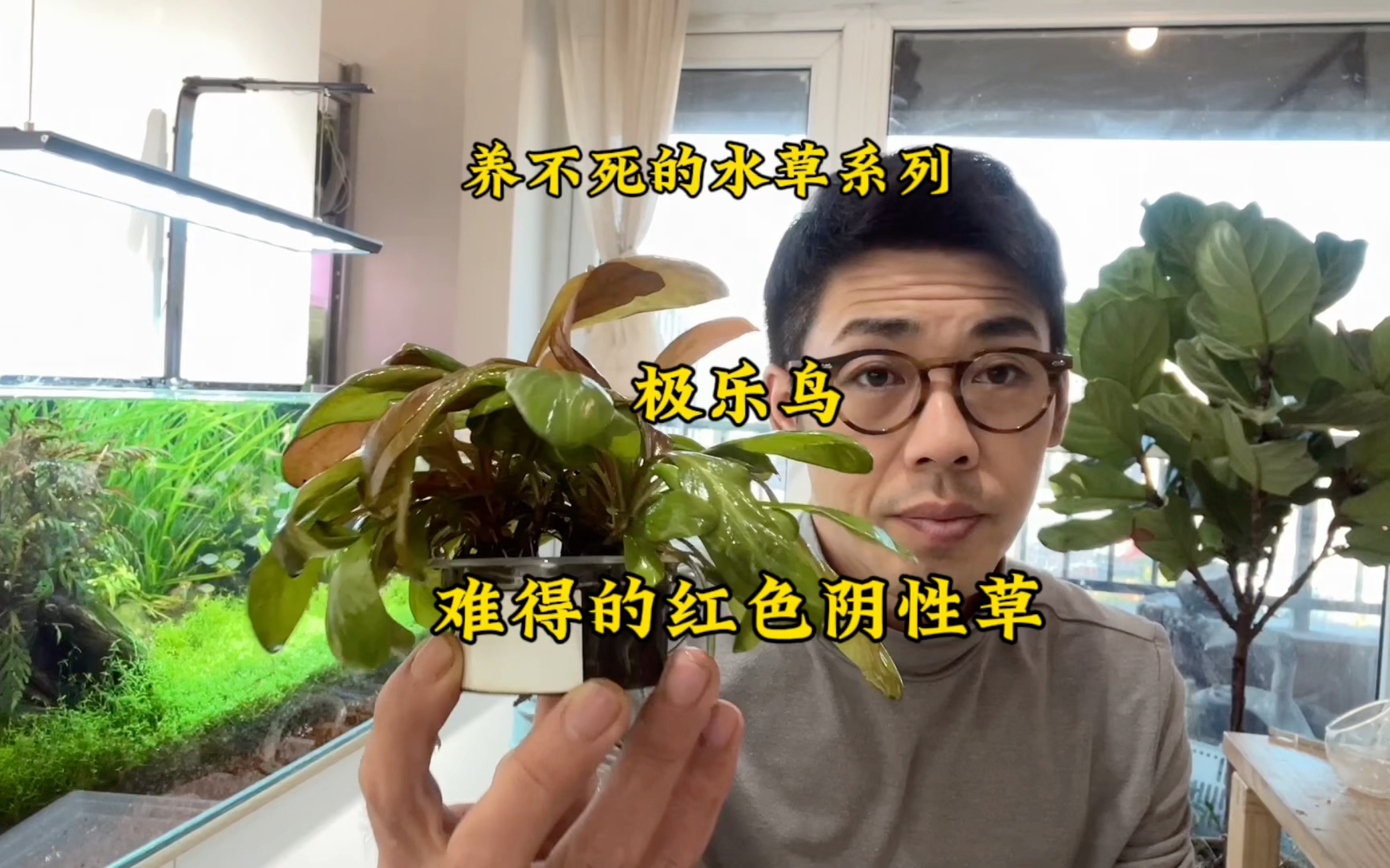 鱼缸水草推荐一红色阴性草;极乐鸟哔哩哔哩bilibili