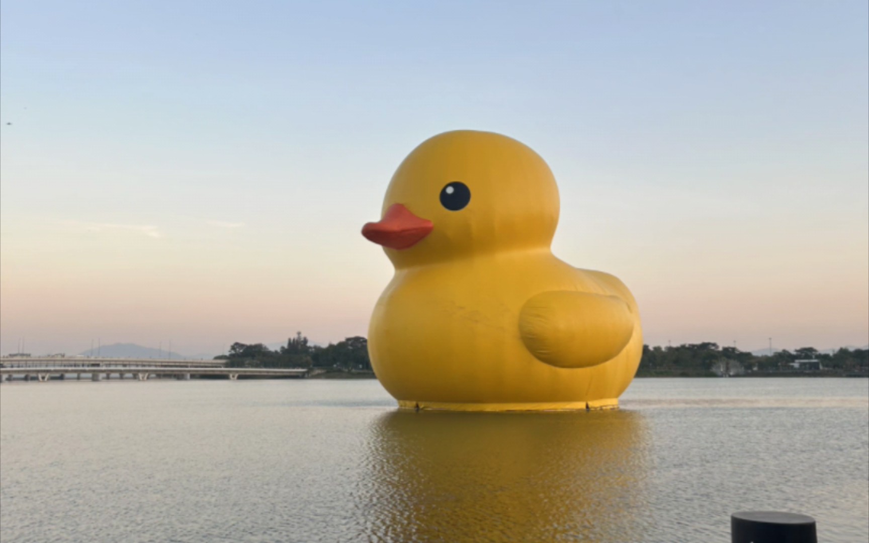 大黄鸭来深圳了
