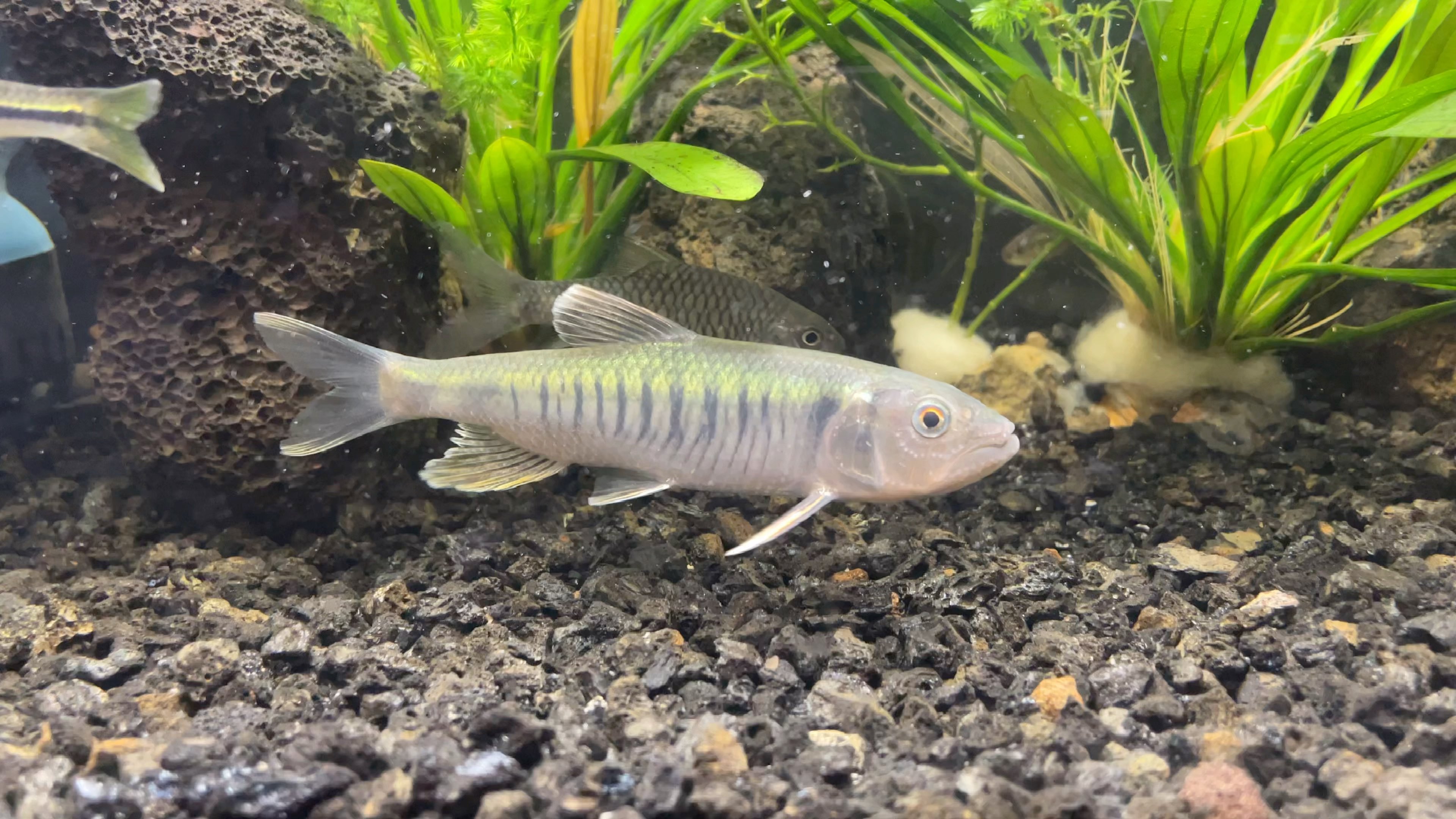 发色马口真漂亮