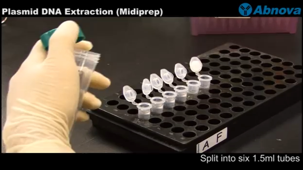 Plasmid DNA extraction midiprep protocol