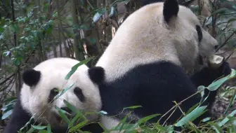 叶叶：姐！好像爷爷在喊！花花：不理！装着没听到！