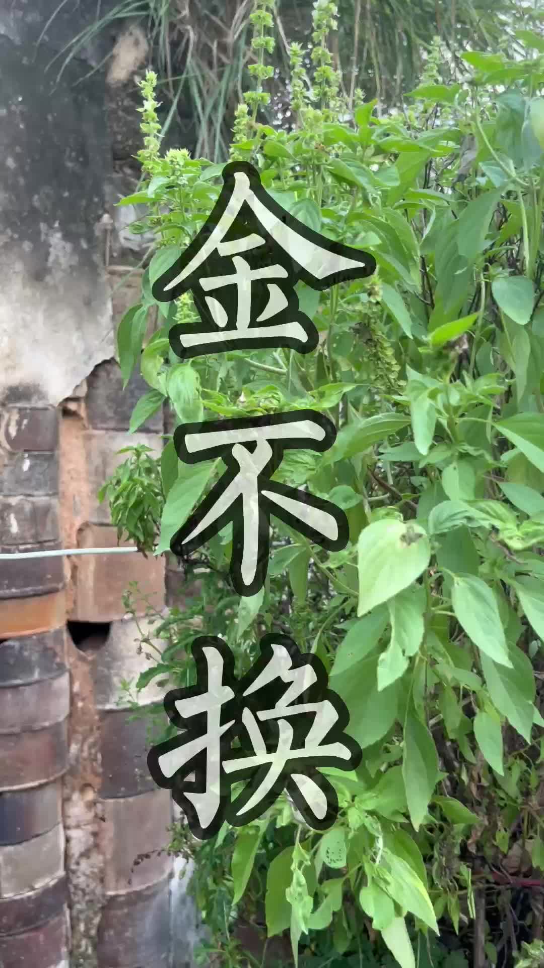 这种青草叫做金不换(二#青草#潮汕#三农#助农