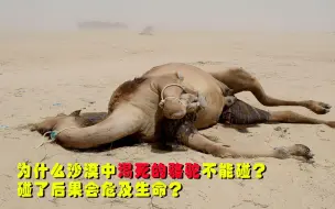 Download Video: 遇到在沙漠中渴死的骆驼，为什么不能碰它？后果可能会危及生命？