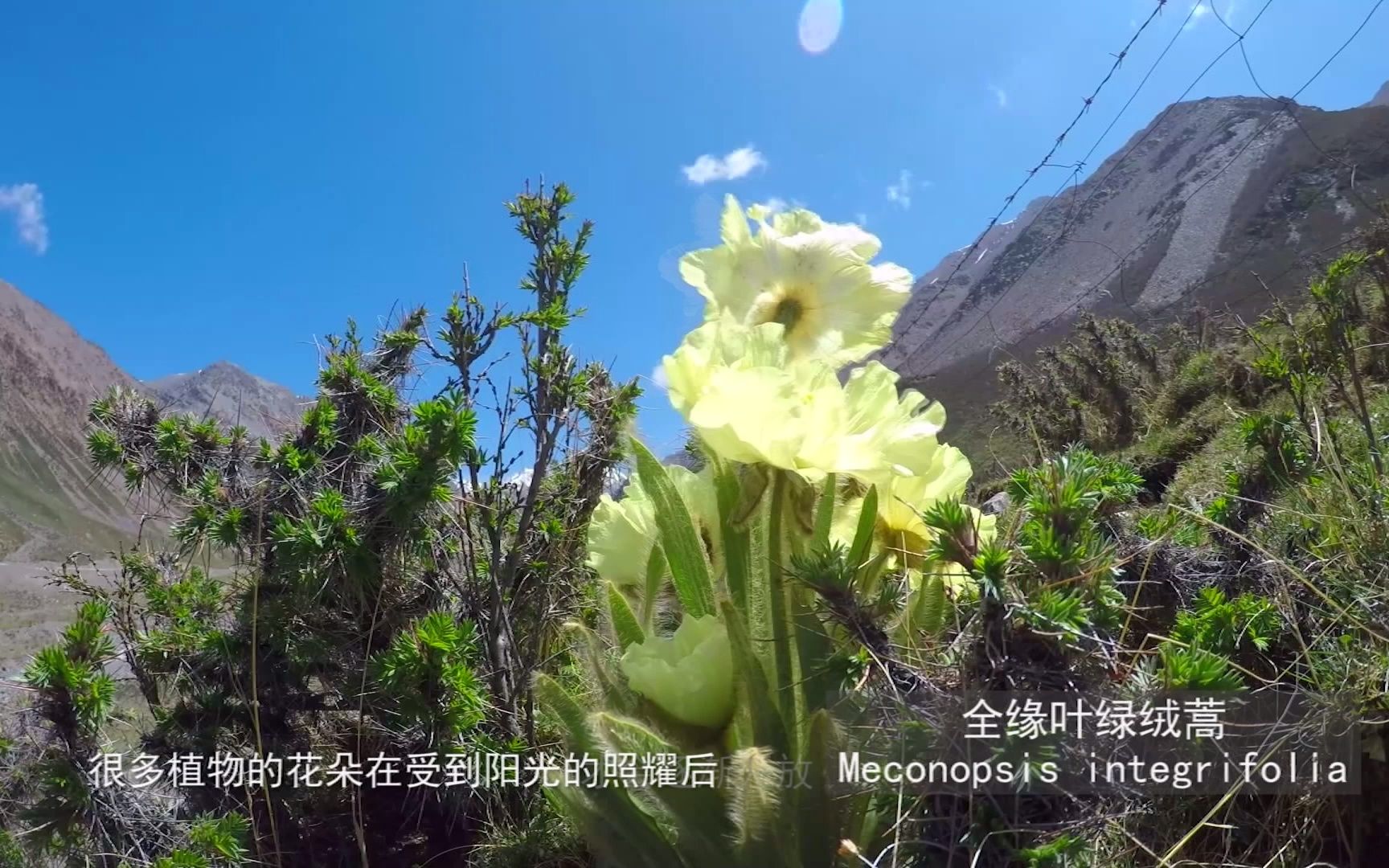 [图]三江源的高山花园