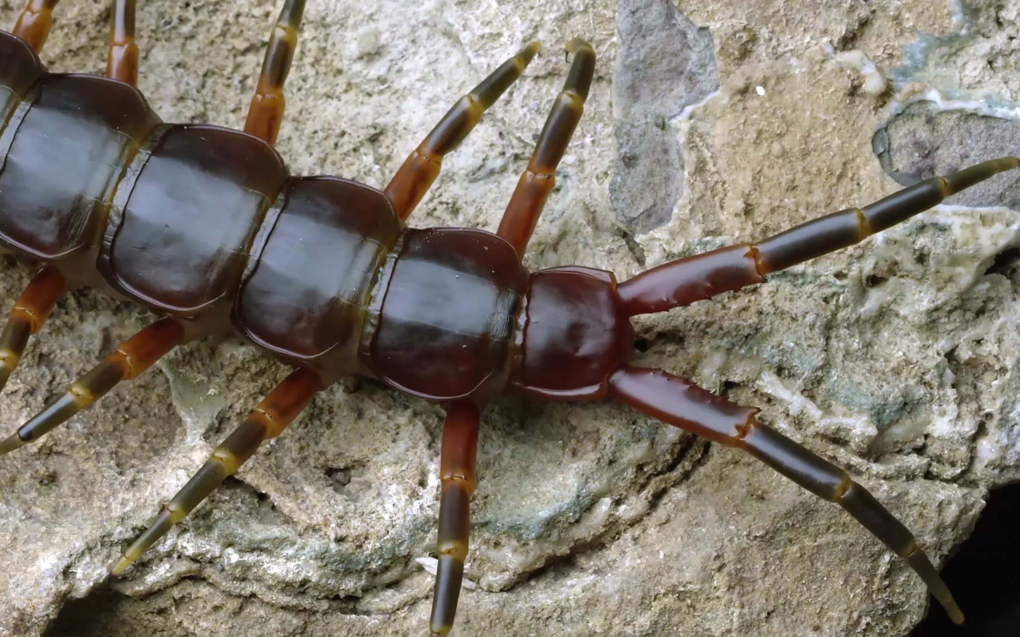 仁王一周目boss流程第四关:大百足