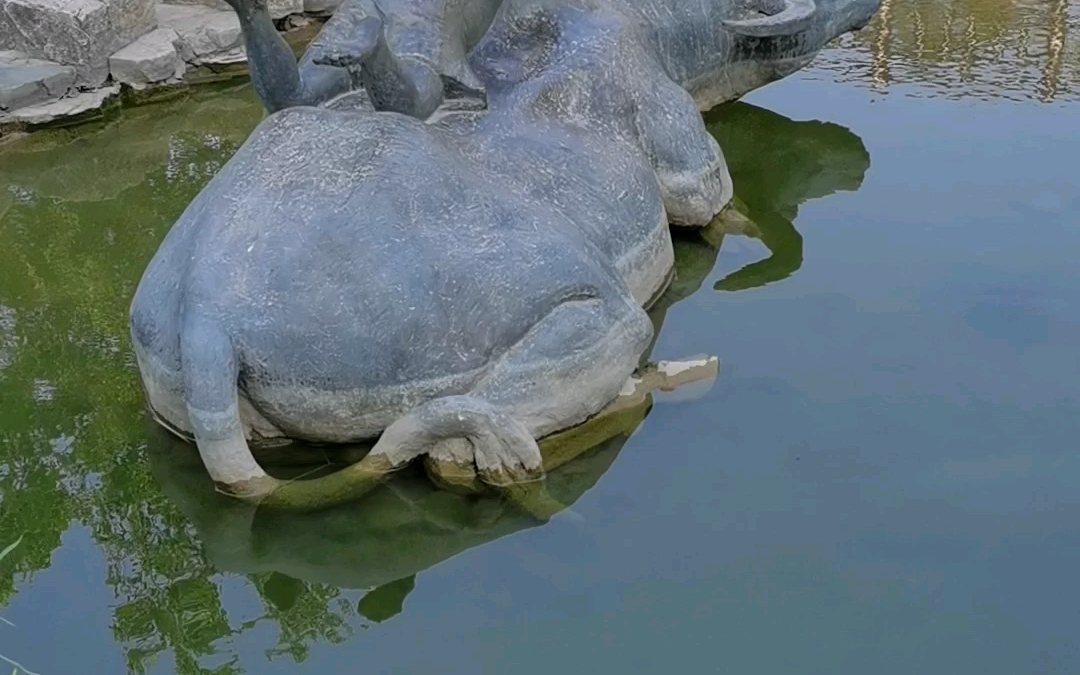 香山兩條大胖魚