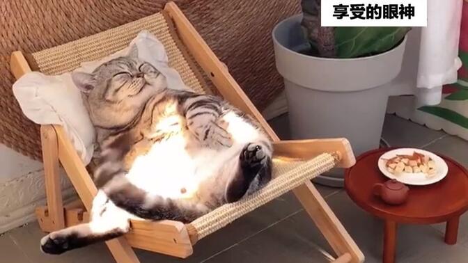 猫咪躺在定制椅子上晒太阳,轻摇尾巴,表情享受.网友:酸了,替我上班吧!