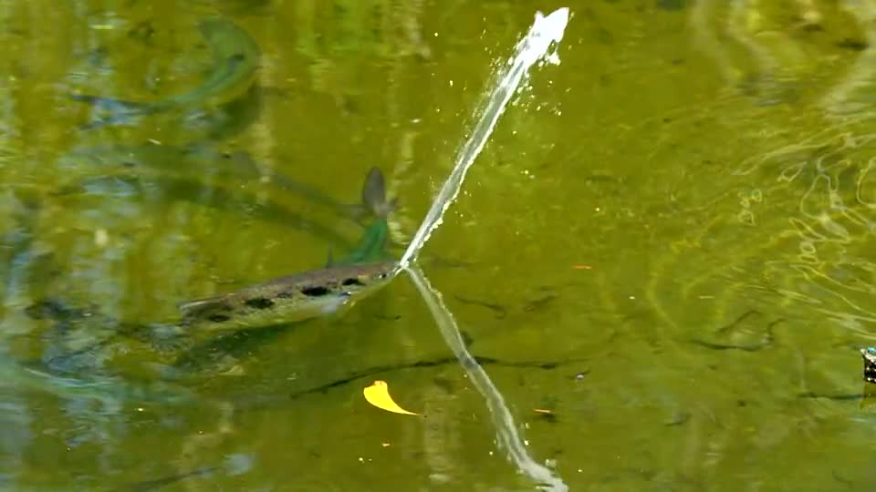 靠喷水射杀猎物的鱼,水柱精准强劲,能直接击落岸边的各类虫子
