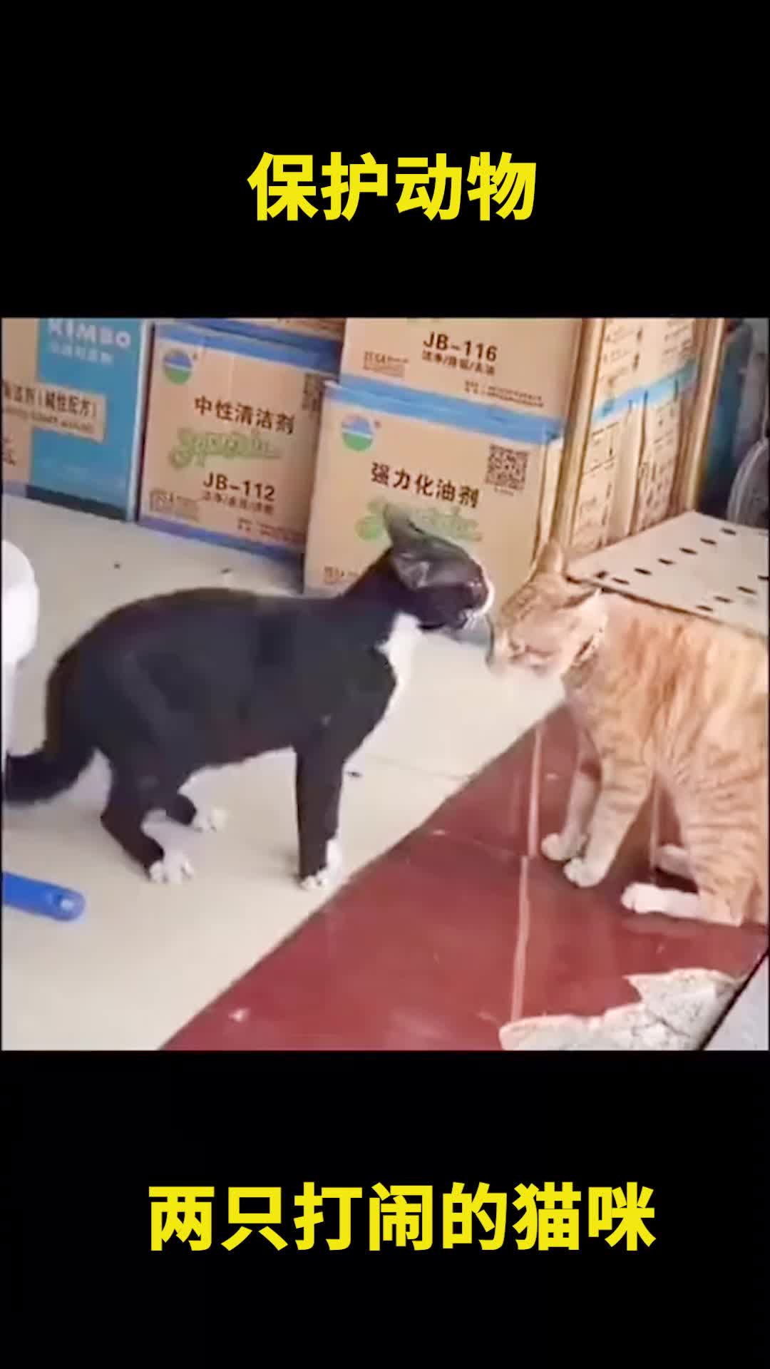 [图]两只会功夫的猫咪较量