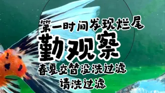 懒人是养不好金鱼的！我说的