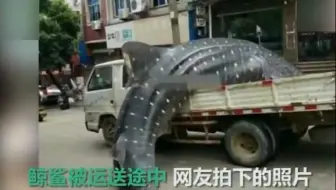 【央视财经】濒危鲸鲨闹市遭切割，肆意捕杀谁来管？