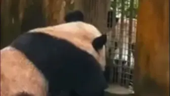 【云川+鑫宝很快就会赴美：小两口隔窗交流（隔离地点在碧峰峡基地）】圣迭戈原本估计会在8月迎接大熊猫，现在可能提前到六七月。
