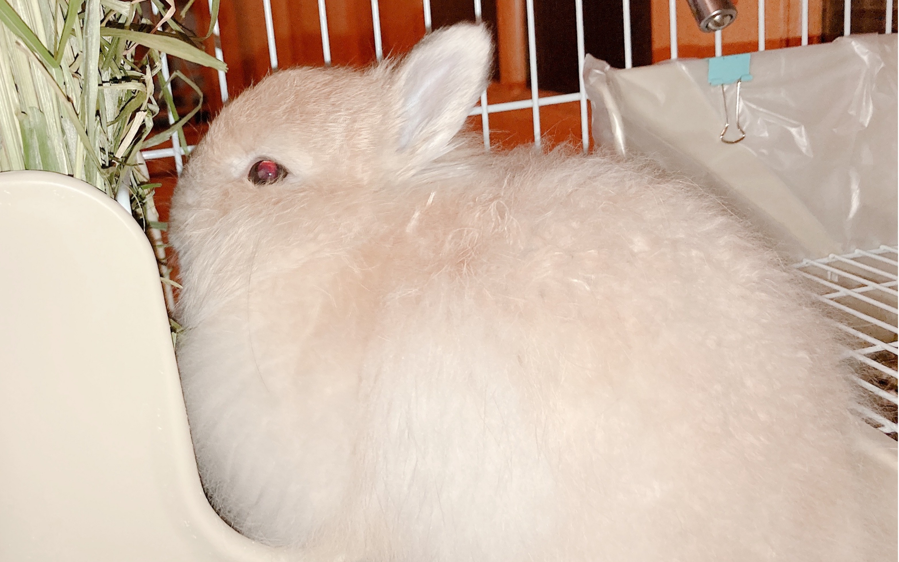 【长毛侏儒兔】简单的搓个兔头吧