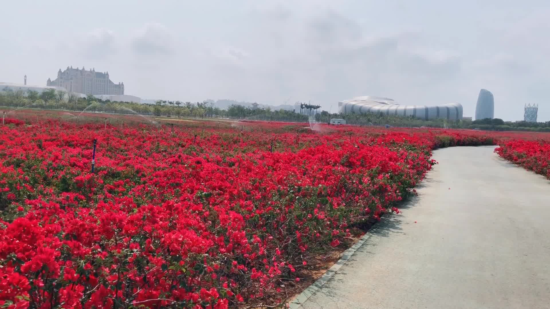 震撼!海花岛的花海!