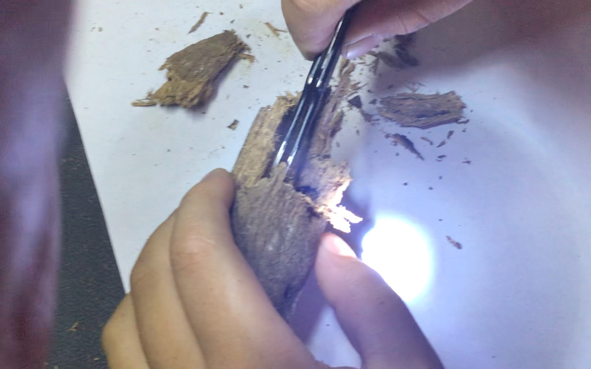 和朋友一起开紫茎甲