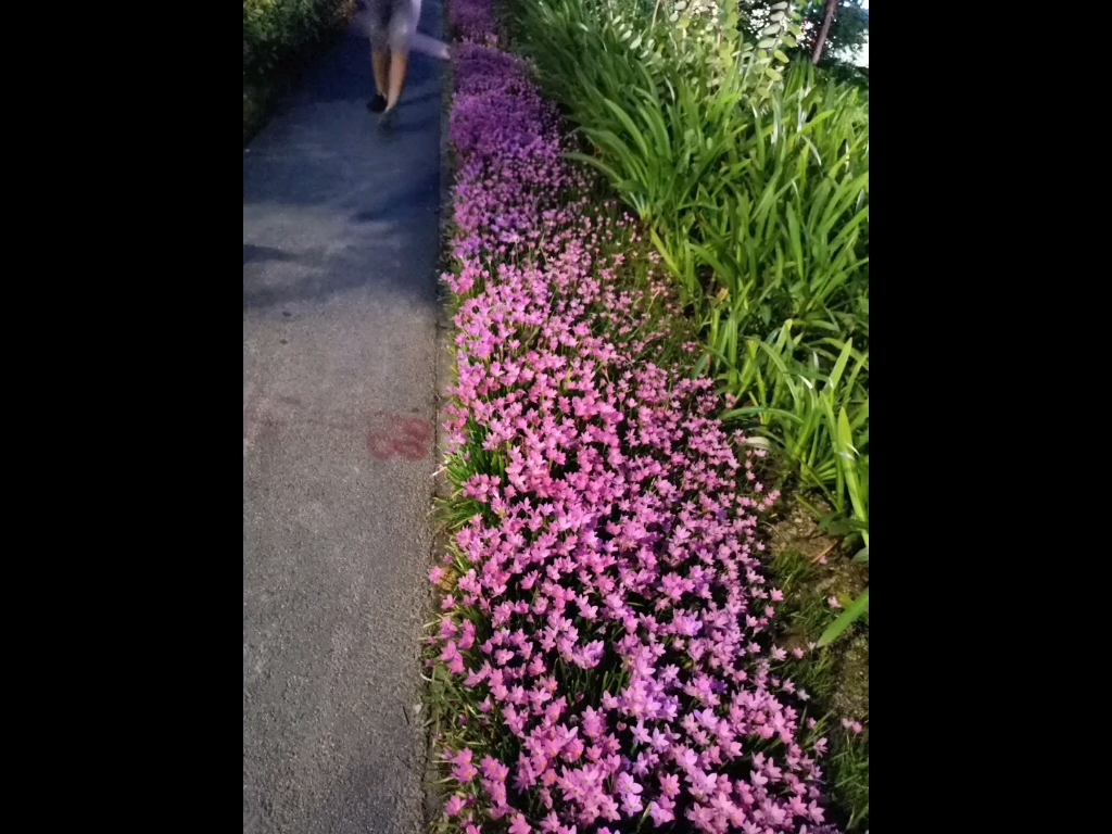 [图]美丽的风雨花