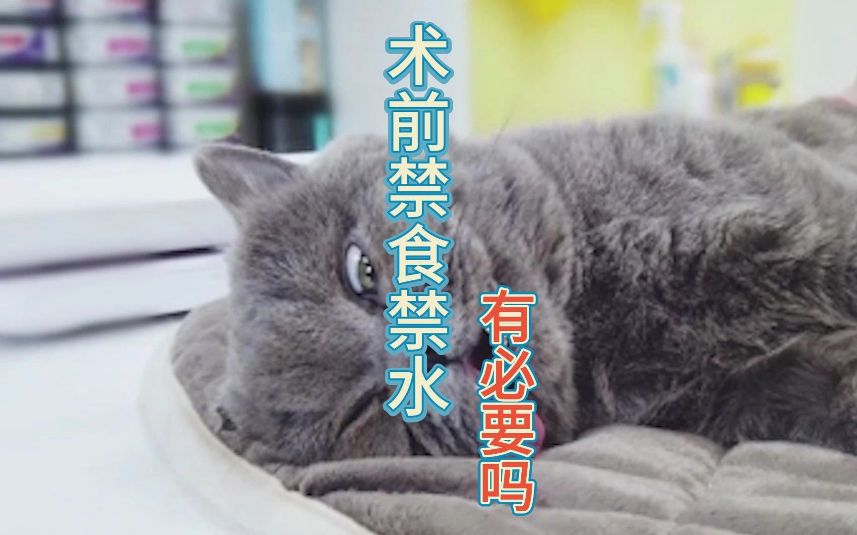 狗猫绝育前禁食禁水你知道为什么吗