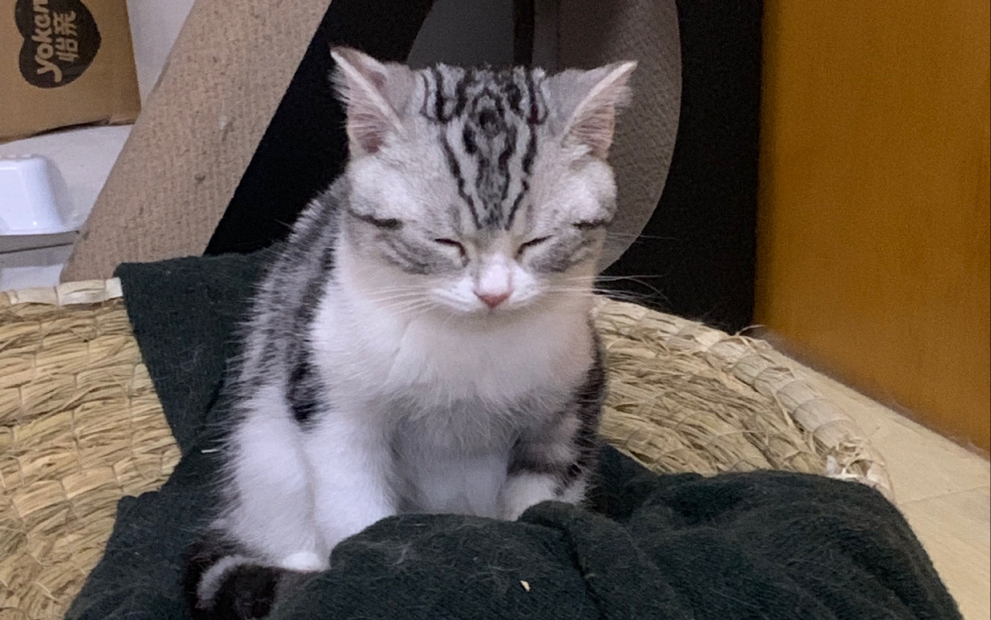 【美短】坐着睡觉的打盹猫儿zzz