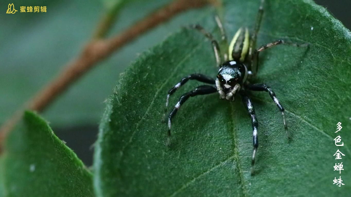 多色金蝉蛛_哔哩哔哩 (゜-゜)つロ 干杯~-bilibili