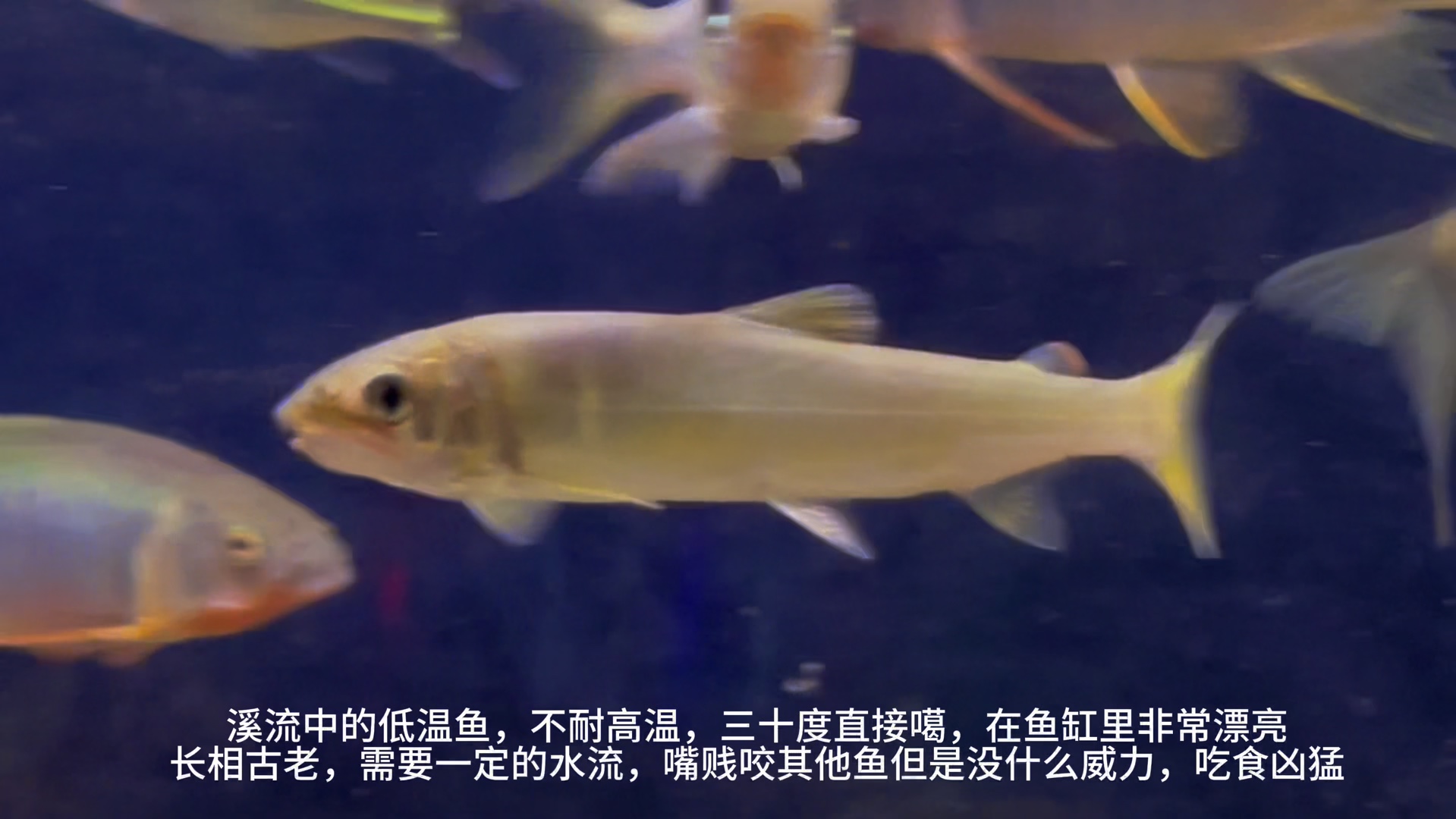 一起来认识不同的原生鱼吧