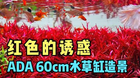 红色水草缸的神秘诱惑 水下极美景色欣赏 哔哩哔哩