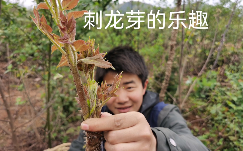 摘刺龙芽的乐趣就是痛并快乐着,容易扎手,却抵不上收获的喜悦.哔哩哔哩bilibili