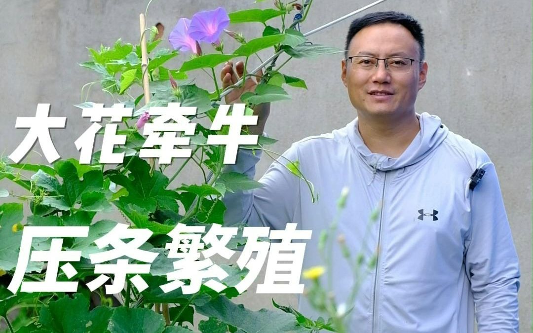 大花牵牛压条繁殖哔哩哔哩bilibili