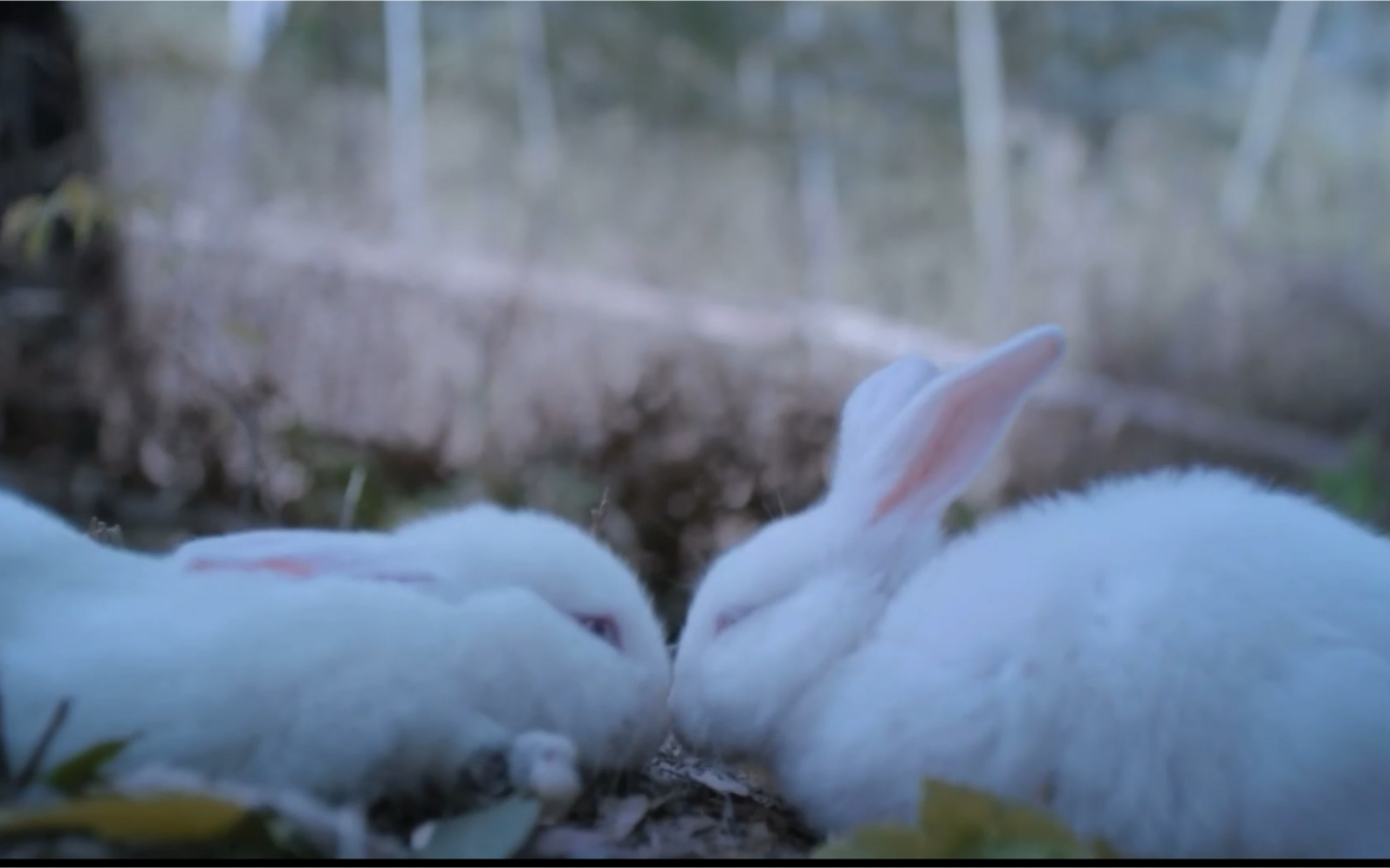 忘羡|"喜欢兔子"